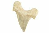 Fossil Shark Tooth (Otodus) - Morocco #226928-1